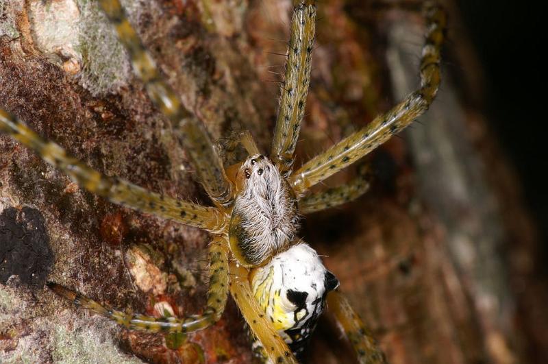 Cyrtophora_mollucensis_D7711_Z_89_The Gap_Australie.jpg